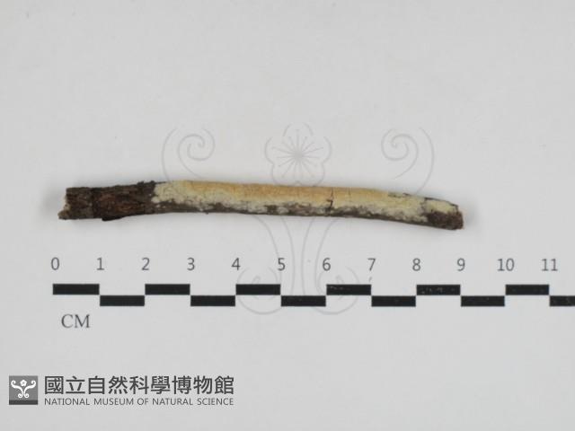 登錄號:F0033030藏品圖，第1張