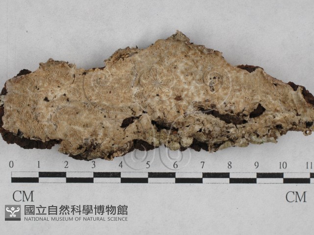 附毛菌屬藏品圖，第1張