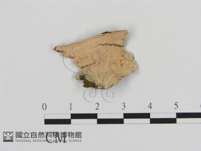 登錄號:F0020330藏品圖，第1張