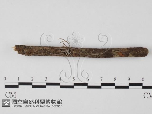 登錄號:F0000330藏品圖，第1張
