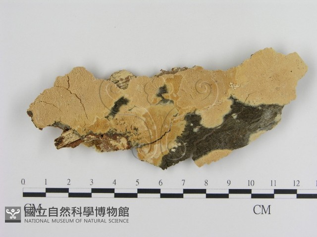 登錄號:F0010330藏品圖，第1張