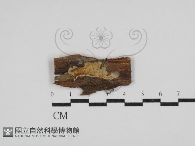 射脈菌屬藏品圖，第1張