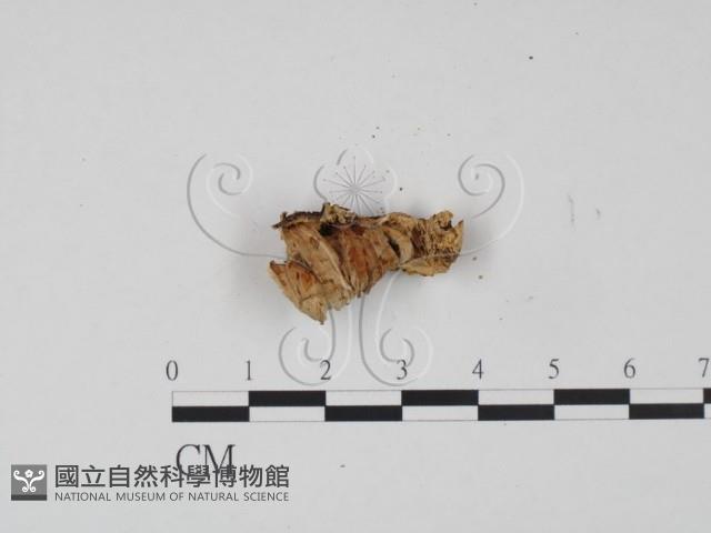 登錄號:F0016330藏品圖，第1張