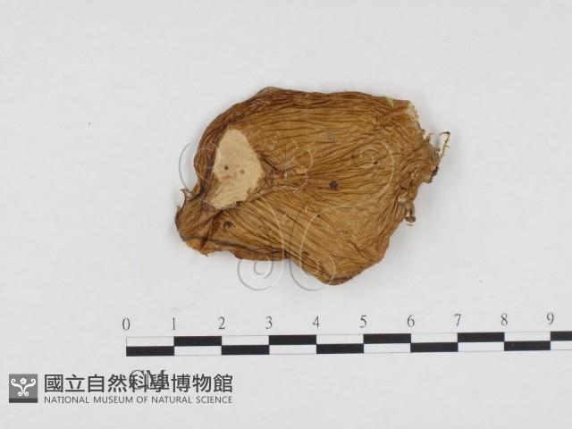 登錄號:F0024330藏品圖，第1張