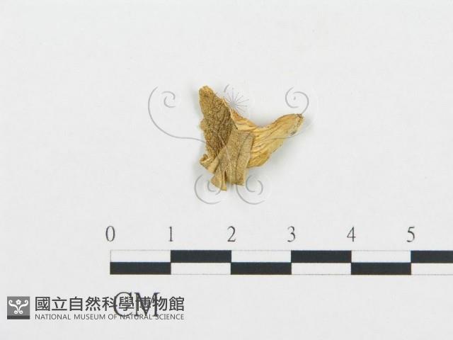 杯傘屬藏品圖，第1張