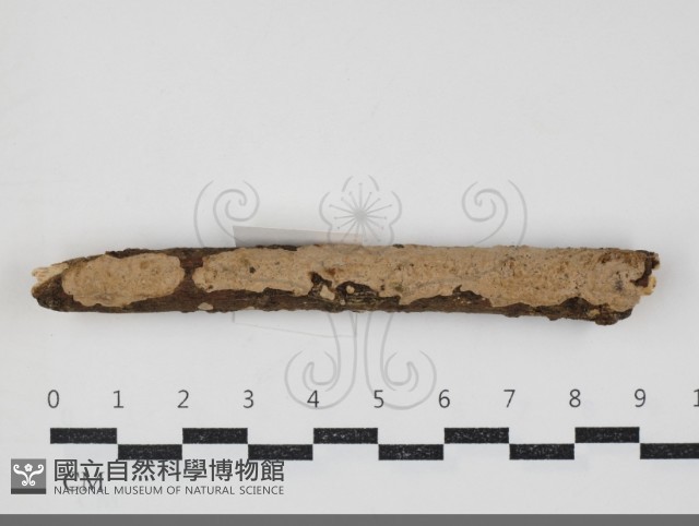 刺皮菌屬藏品圖，第1張