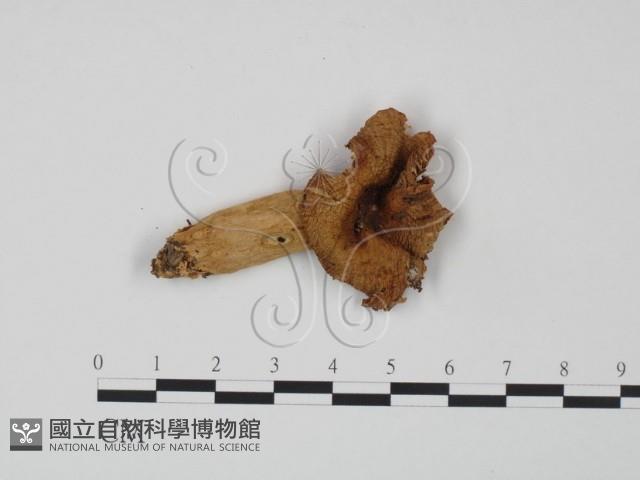 登錄號:F0022330藏品圖，第1張