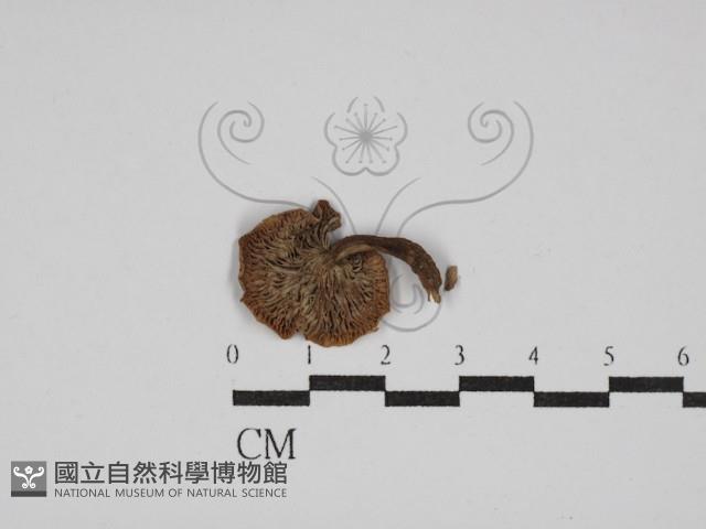 登錄號:F0002330藏品圖，第1張