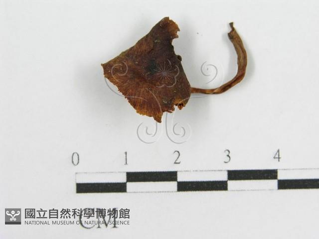 登錄號:F0012330藏品圖，第1張