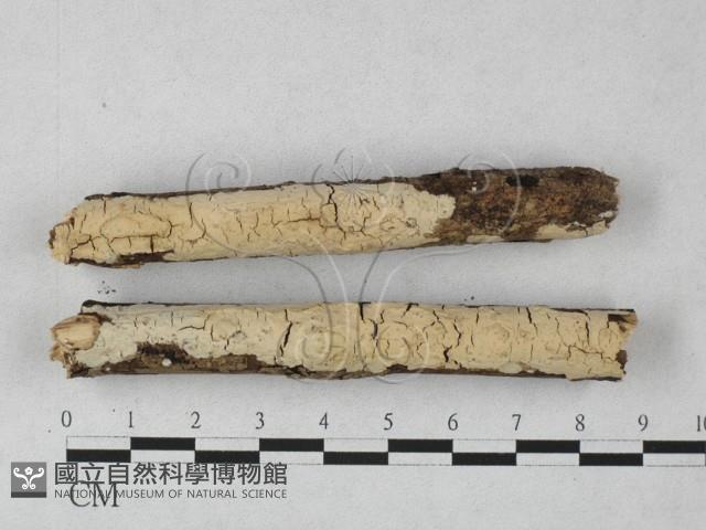 Accession Number:F0027330 Collection Image, Figure 1, Total 2 Figures