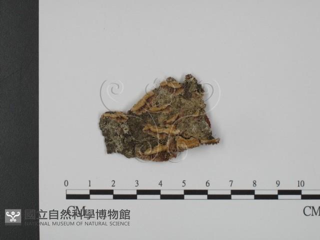 登錄號:F0007330藏品圖，第1張