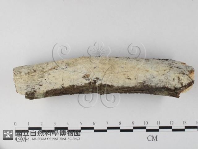 登錄號:F0025330藏品圖，第1張