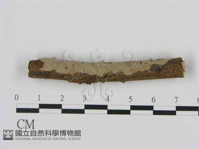 登錄號:F0005330藏品圖，第1張