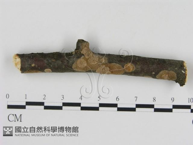 刺革菌屬藏品圖，第1張