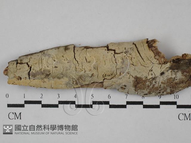 登錄號:F0029330藏品圖，第1張