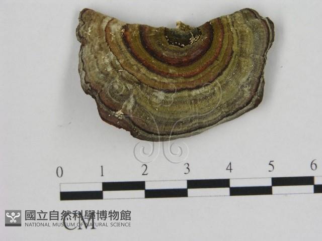 登錄號:F0009330藏品圖，第1張