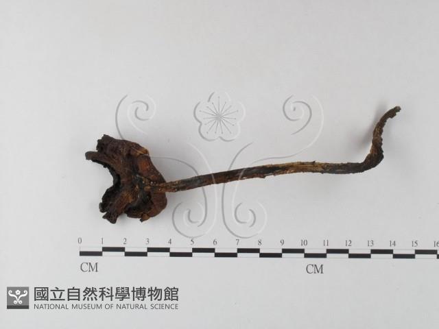 登錄號:F0023330藏品圖，第1張