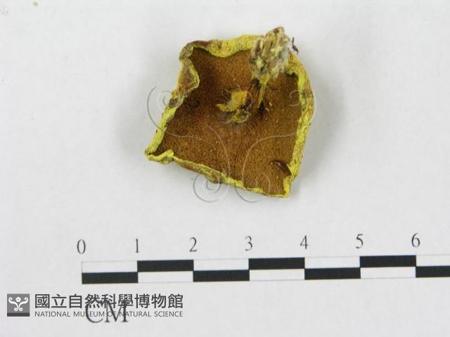 登錄號:F0003330藏品圖，第1張