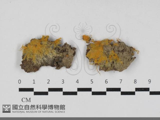 登錄號:F0033330藏品圖，第1張