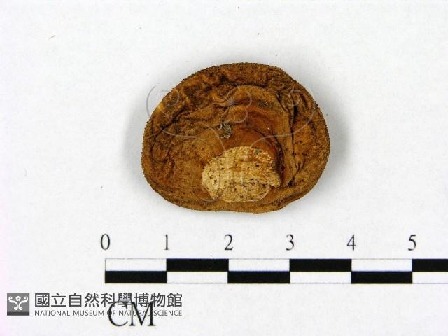 登錄號:F0020270藏品圖，第1張