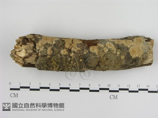 登錄號:F0000270藏品圖，第1張