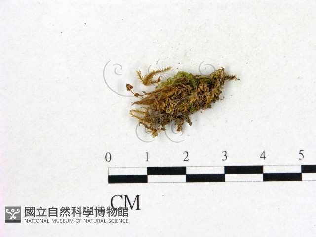 登錄號:F0010270藏品圖，第1張