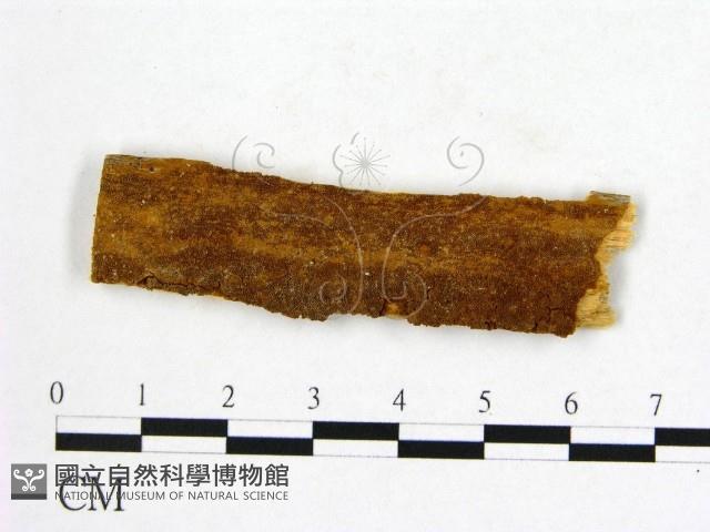 登錄號:F0006270藏品圖，第1張