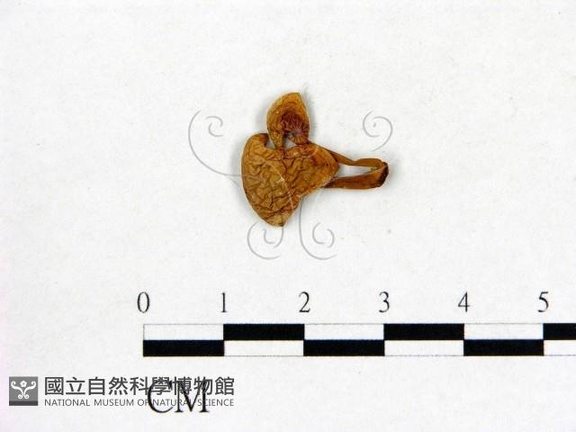 登錄號:F0016270藏品圖，第1張