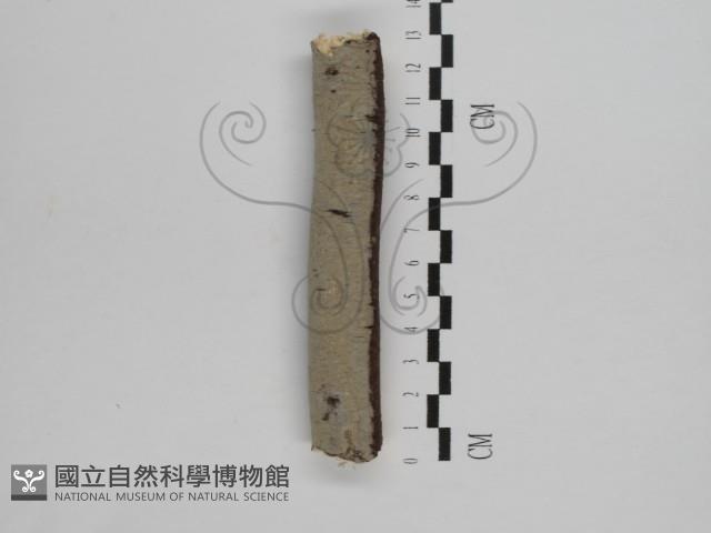 刺皮菌屬藏品圖，第1張