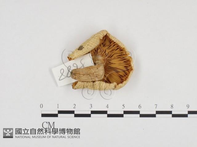 登錄號:F0024270藏品圖，第1張