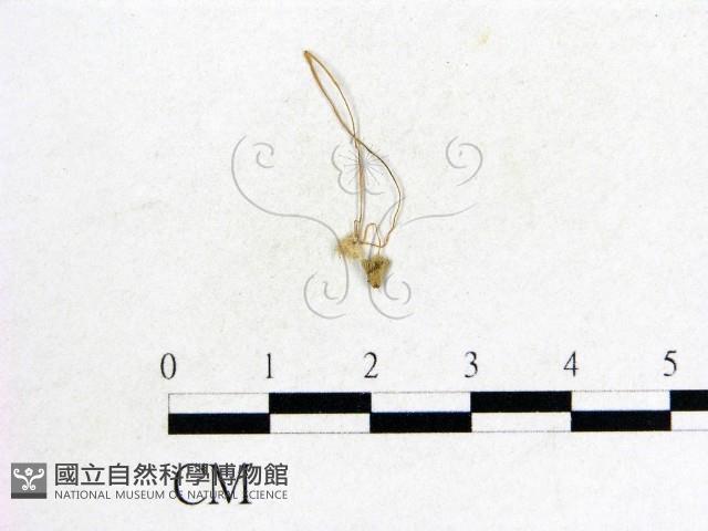 鬼傘屬藏品圖，第1張