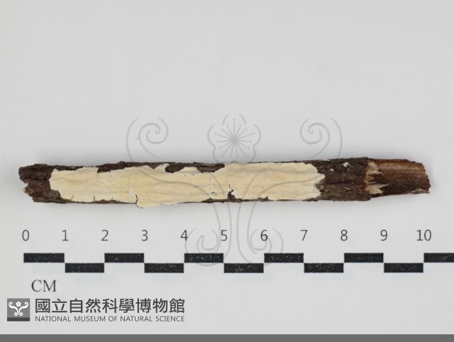 登錄號:F0034270藏品圖，第1張