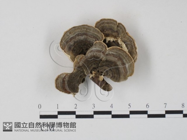 雲芝藏品圖，第1張