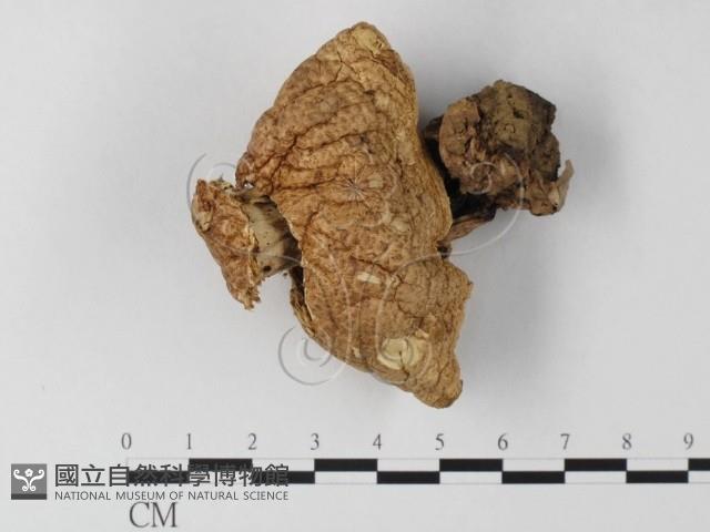 登錄號:F0002270藏品圖，第1張