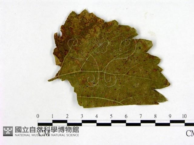 登錄號:F0012270藏品圖，第1張
