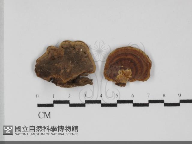 登錄號:F0032270藏品圖，第1張