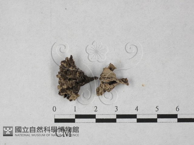 炭角菌屬藏品圖，第1張