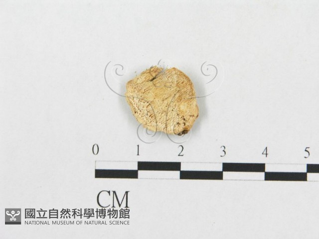 登錄號:F0007270藏品圖，第1張