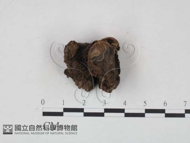 登錄號:F0017270藏品圖，第1張