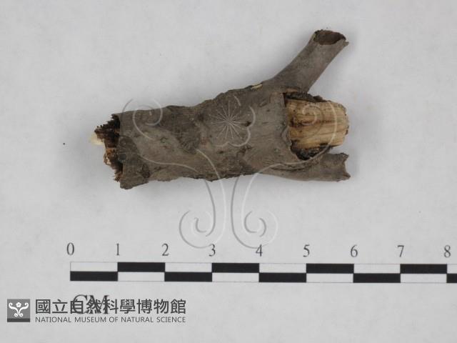 登錄號:F0025270藏品圖，第1張