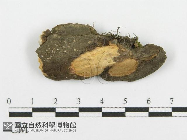 登錄號:F0015270藏品圖，第1張