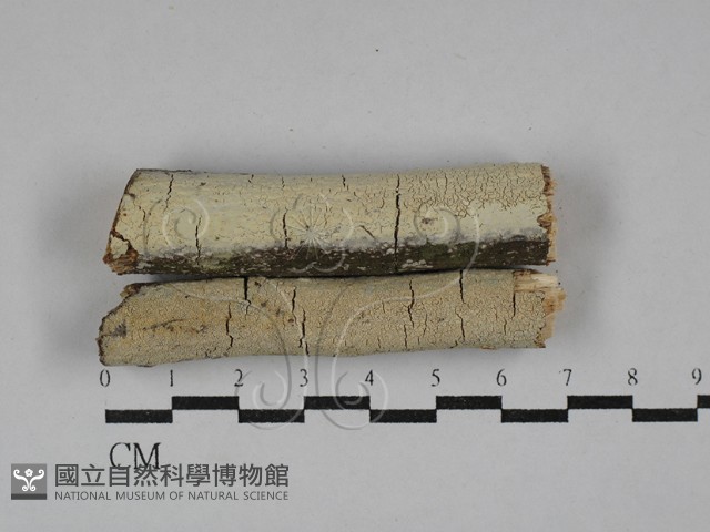 射脈菌屬藏品圖，第1張