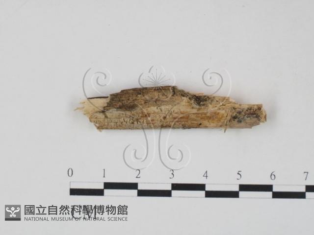 射脈菌屬藏品圖，第1張