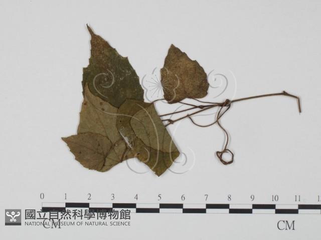 登錄號:F0019270藏品圖，第1張