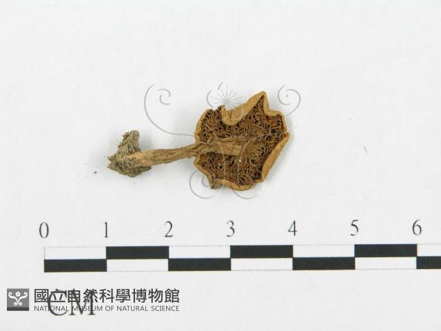 登錄號:F0003270藏品圖，第1張