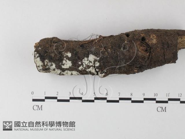 小皮傘屬藏品圖，第1張