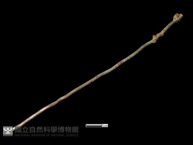 髮簪藏品圖，第2張