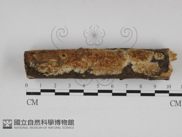 登錄號:F0028870藏品圖，第1張