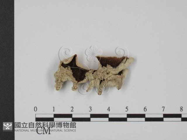 登錄號:F0018870藏品圖，第1張