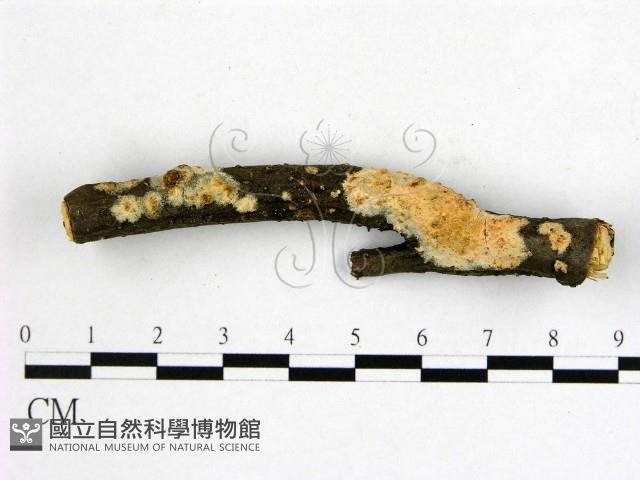 射脈菌屬藏品圖，第1張